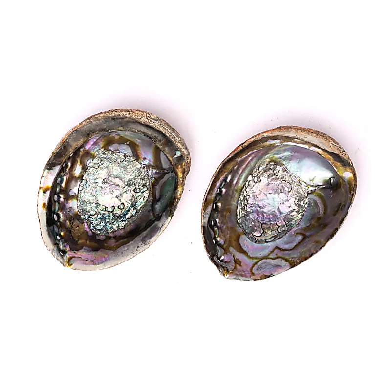 Conchiglia di Abalone verde Haliotis Fulgens L