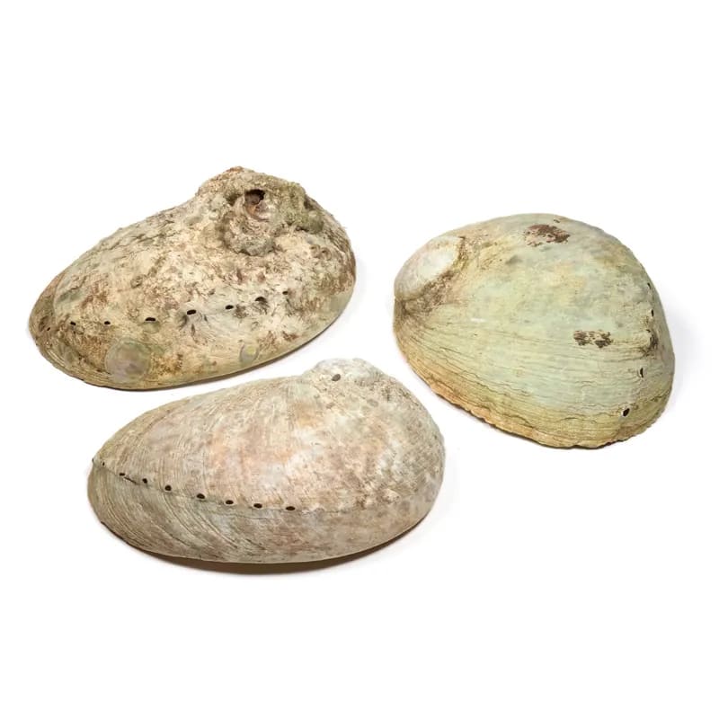 Coquille d'ormeau Haliotis diversicolor smudge M