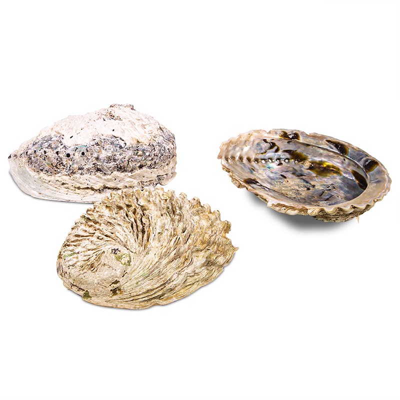 Abalonemuschel mit kleinen Beschädigungen -- 11-15 cm