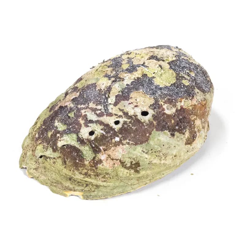Regenbogen Abalone (Paua) Haliotis Iris