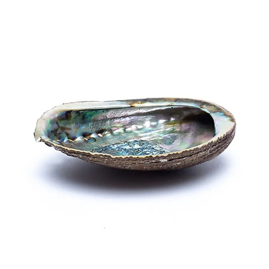 Green Abalone smudge shell Haliotis Fulgens M