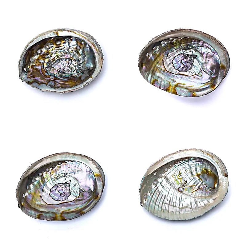 Green Abalone smudge shell Haliotis Fulgens M