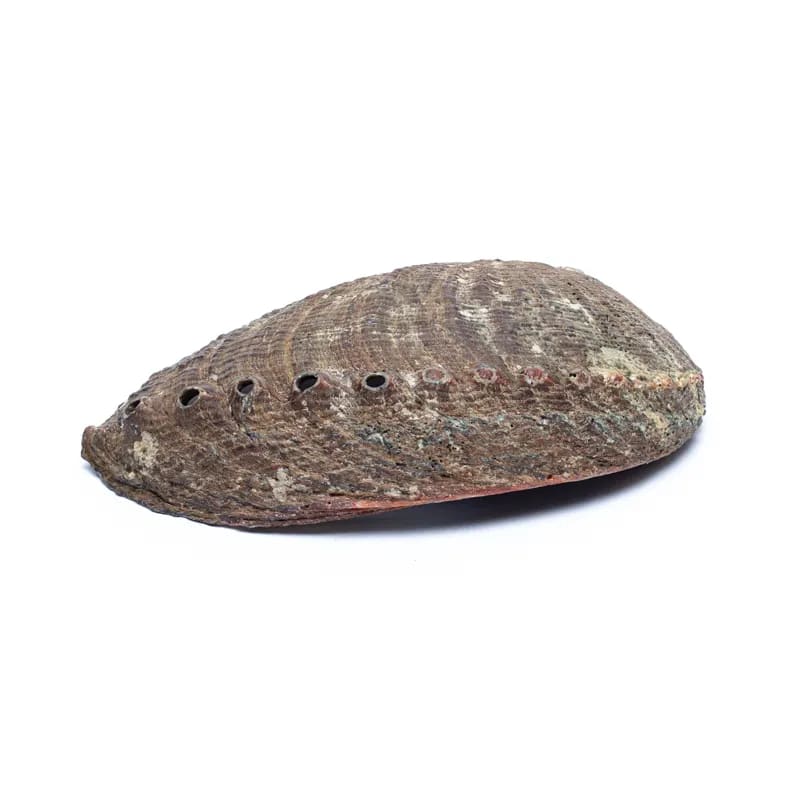 Green Abalone smudge shell Haliotis Fulgens M