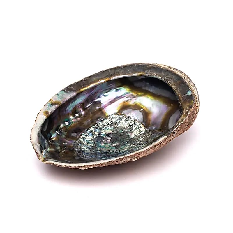 Conchiglia di Abalone verde Haliotis Fulgens L