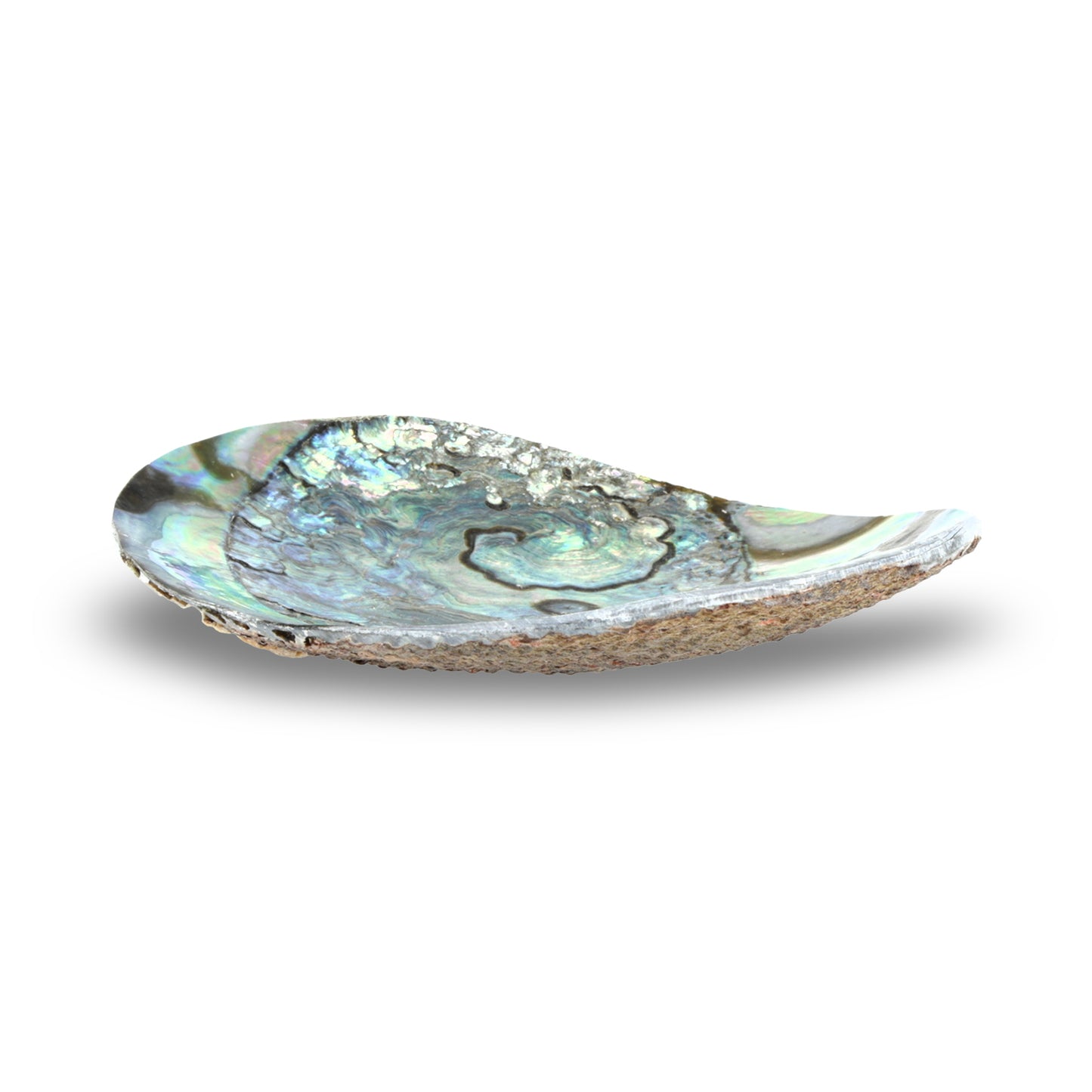 Schmuckschale Abalone