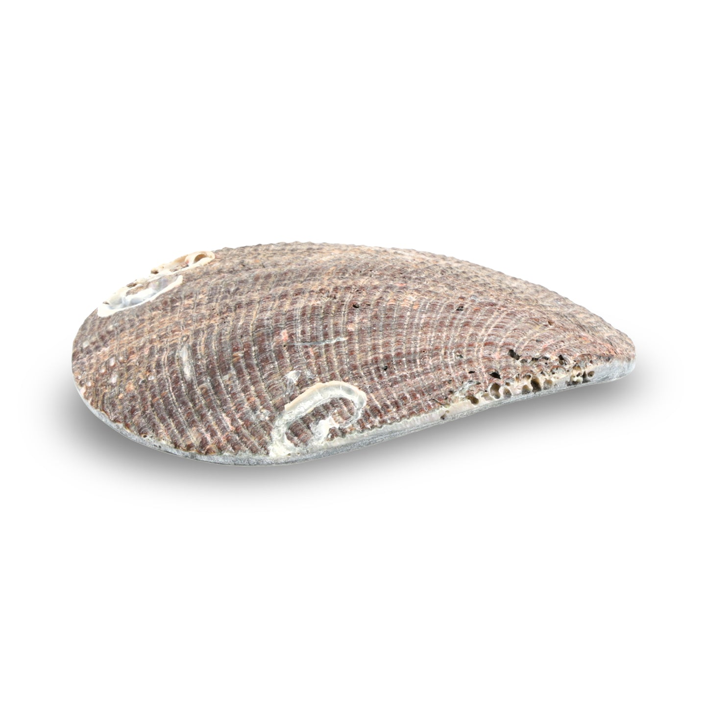 Schmuckschale Abalone