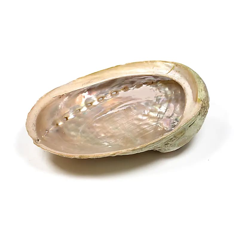 Abalone Smudge Muschel Haliotis diversicolor L