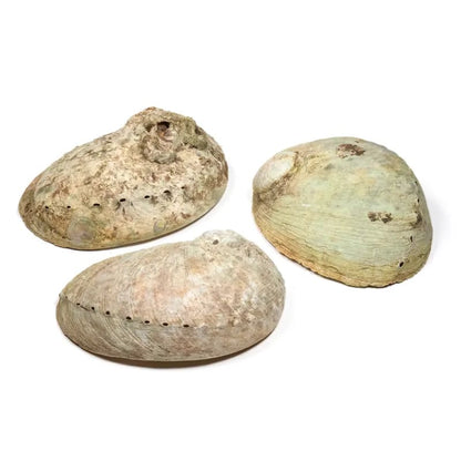 Abalone Smudge Muschel Haliotis diversicolor L großhandel thumb